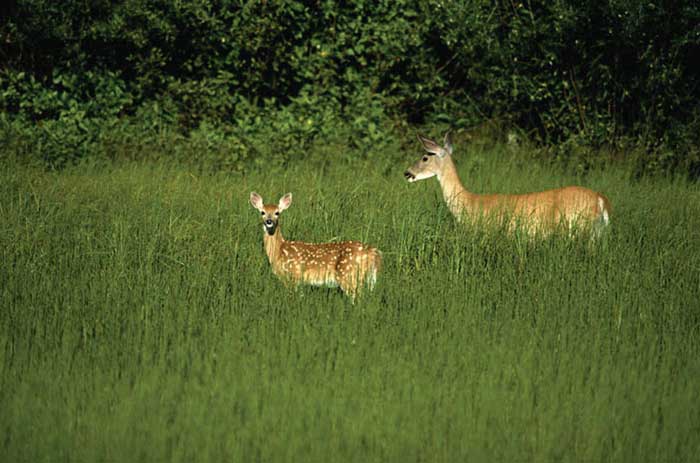 deer